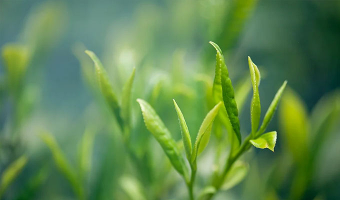 你了解茶葉最佳的沖泡方法嗎？